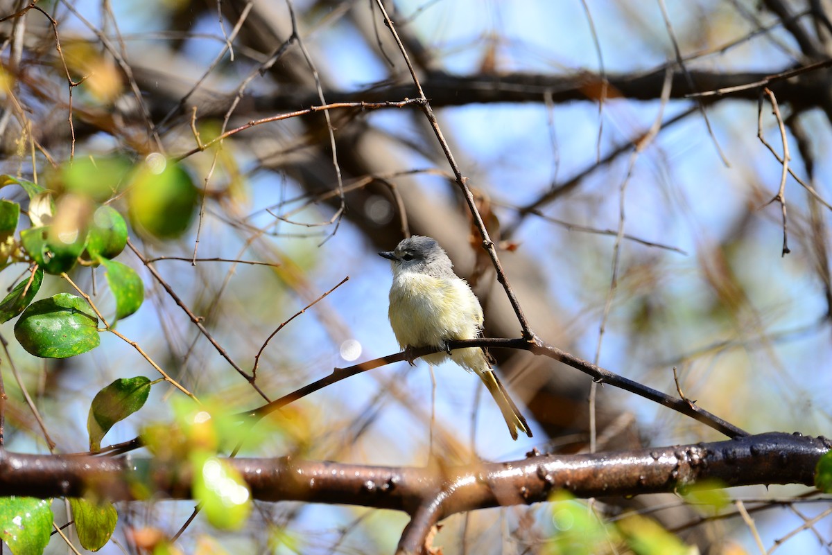 Small Minivet - ML638352212