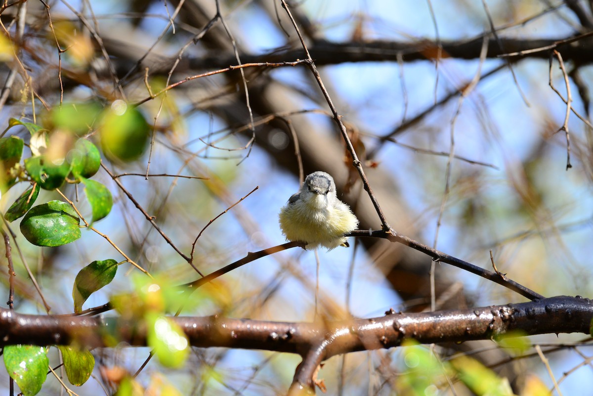 Small Minivet - ML638352213