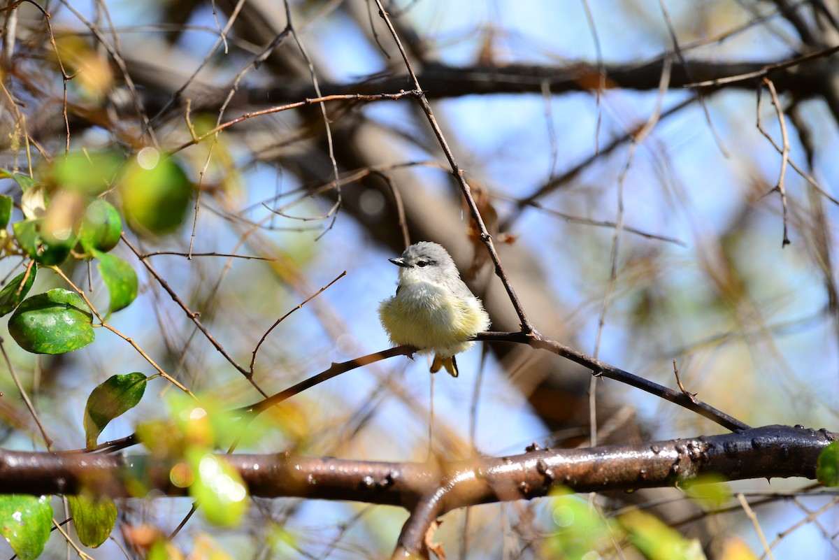 Small Minivet - ML638352214