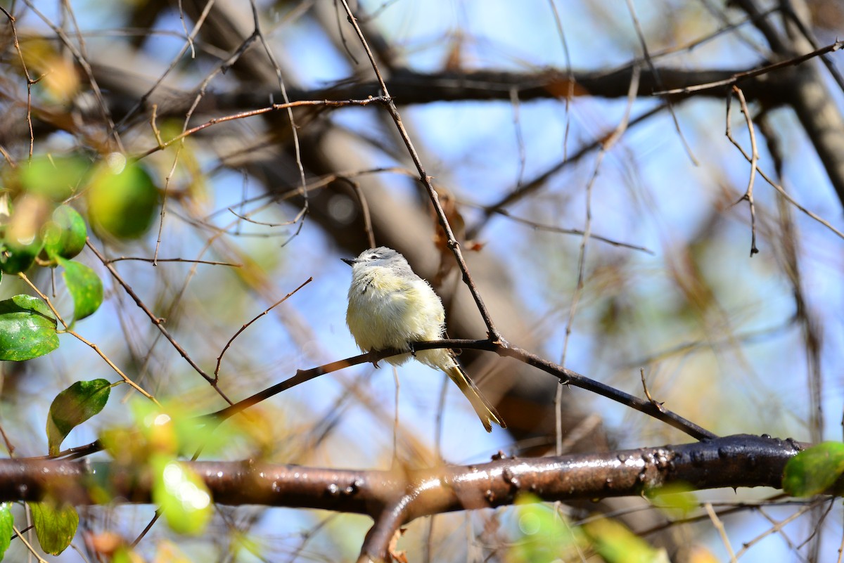 Small Minivet - ML638352215