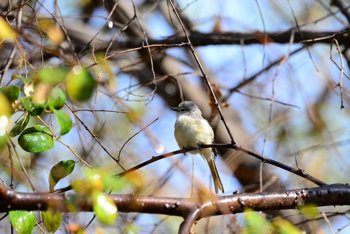 Small Minivet - ML638352216