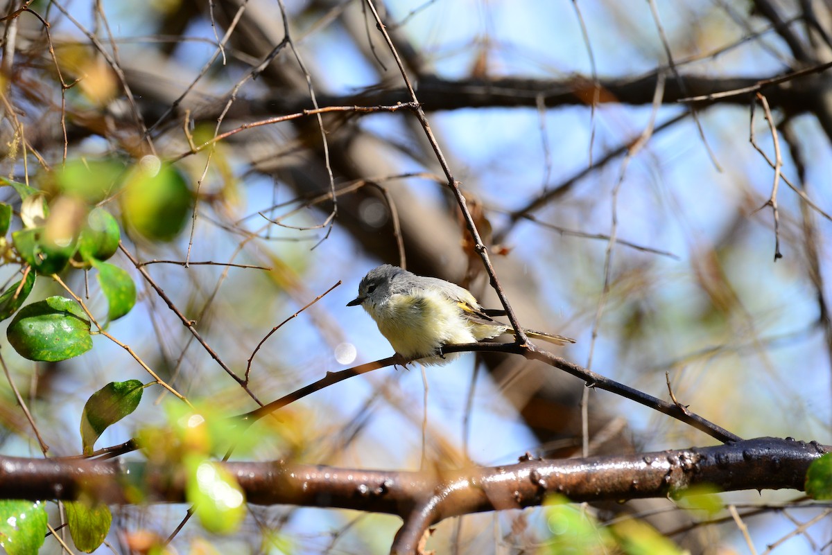 Small Minivet - ML638352217