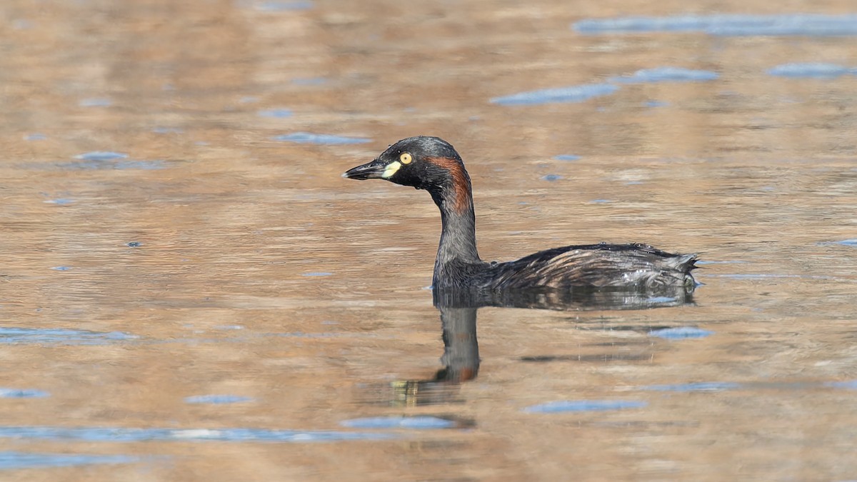 Australasian Grebe - ML638352219