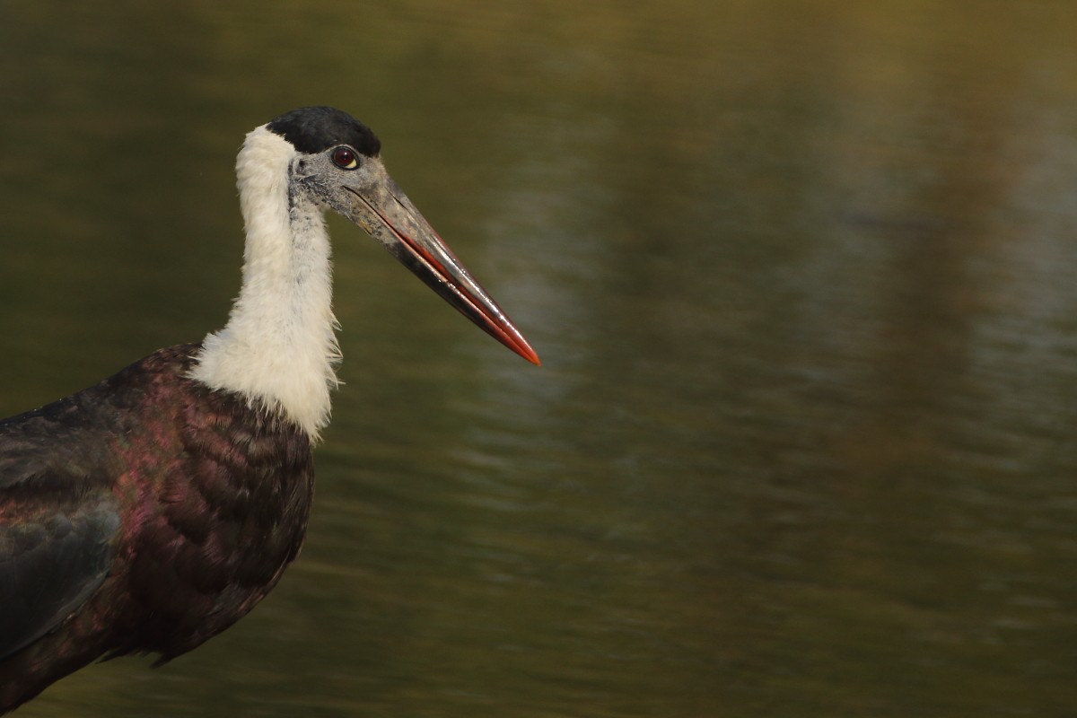 ullhalsstork - ML638352257