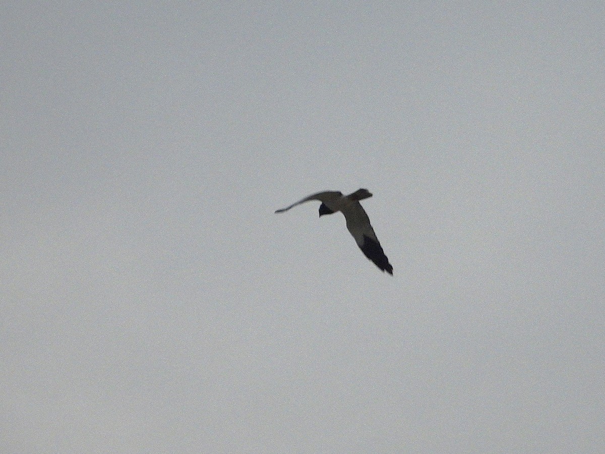 Pied Harrier - ML638352258