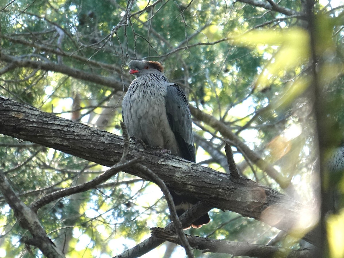Topknot Pigeon - ML638352284