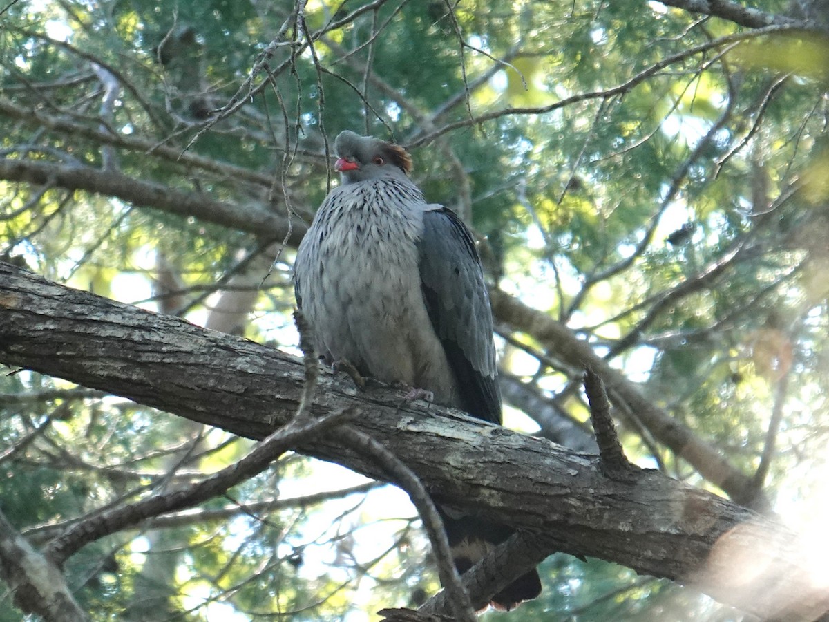 Topknot Pigeon - ML638352285