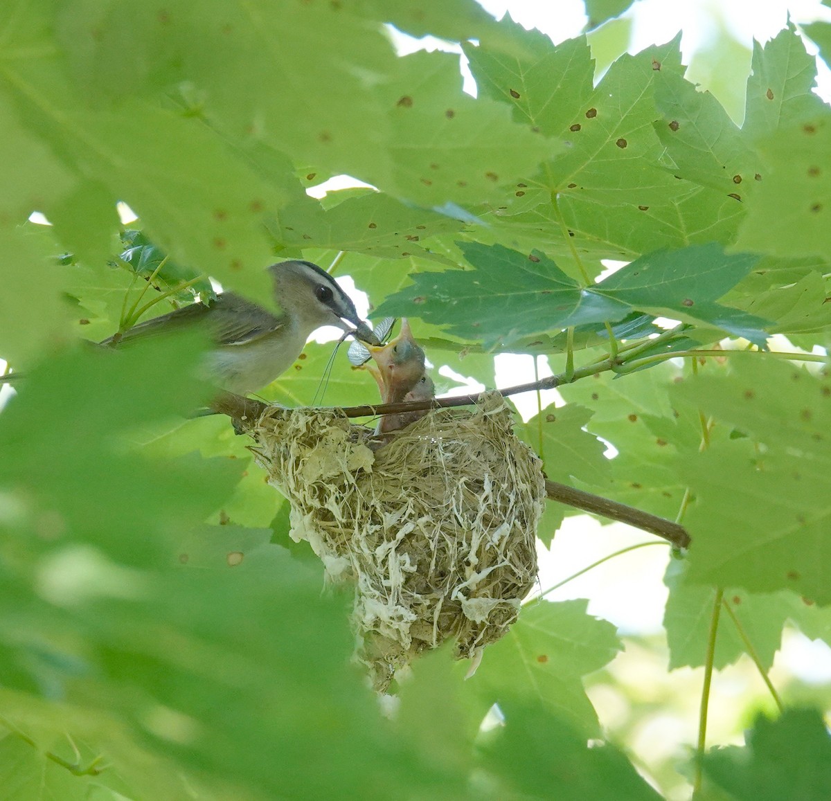 Vireo begigorria - ML638352312