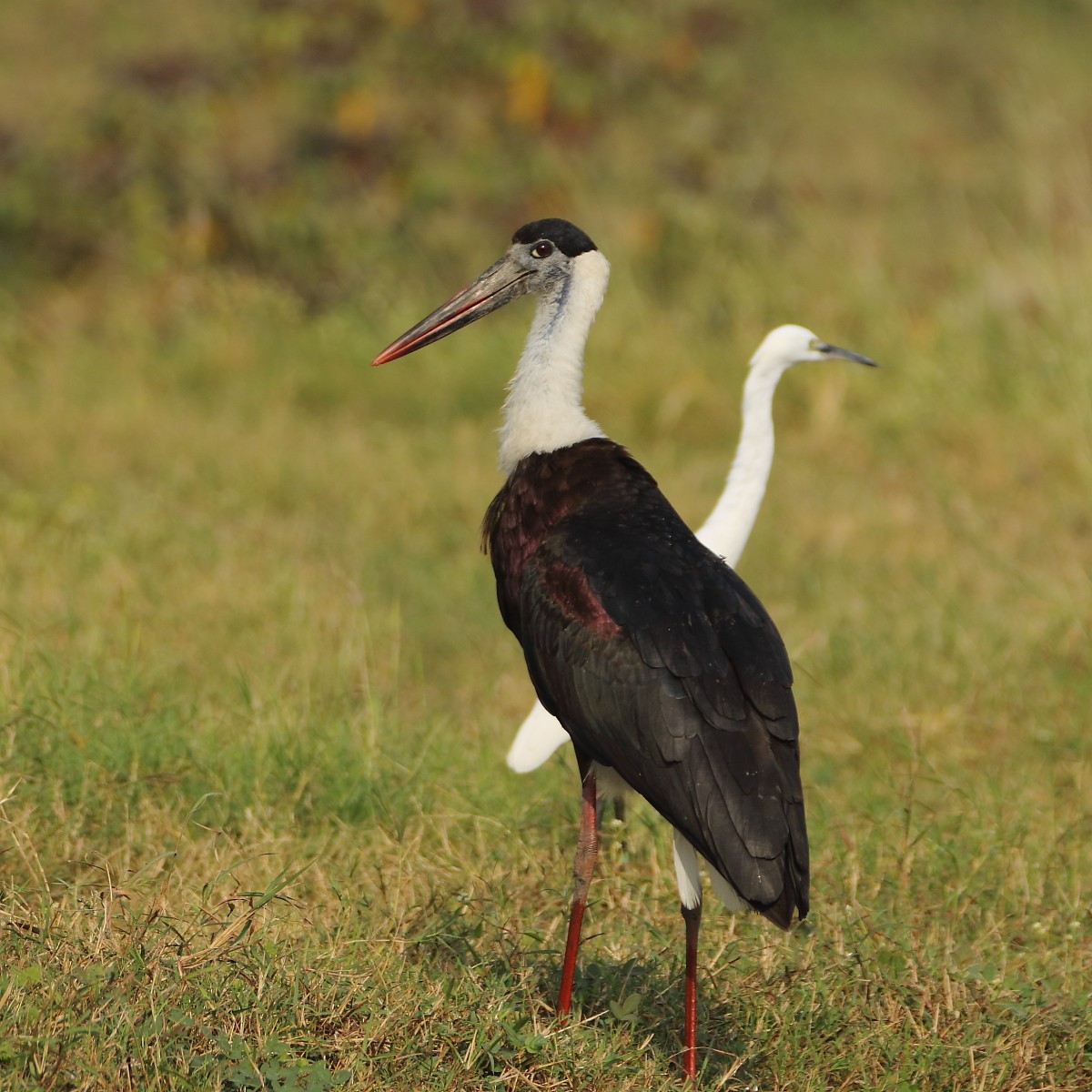 ullhalsstork - ML638352319