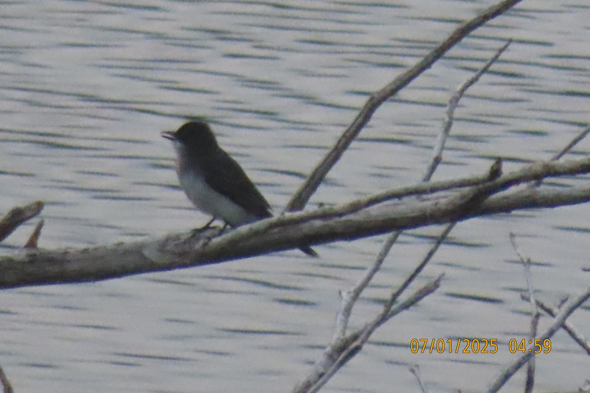 Eastern Kingbird - ML638352323