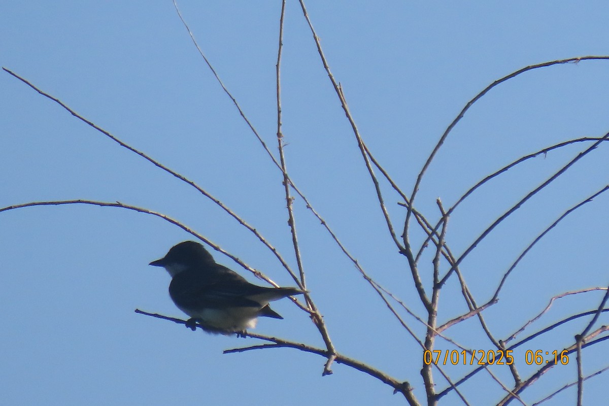 Eastern Kingbird - ML638352324