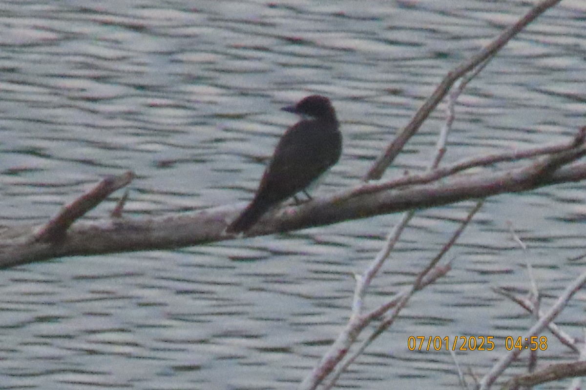 Eastern Kingbird - ML638352325
