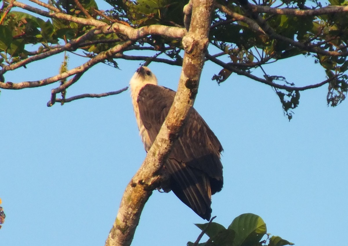 White-bellied Sea-Eagle - ML638352327