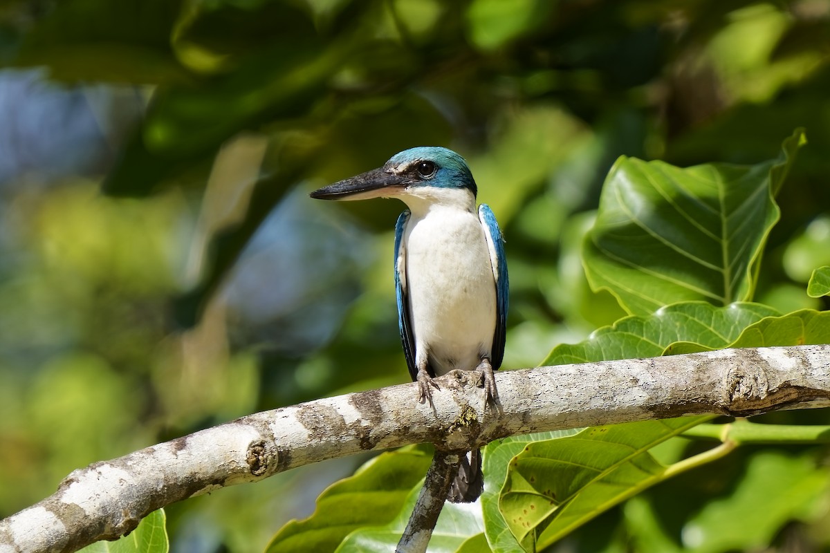 Collared Kingfisher - ML638352331