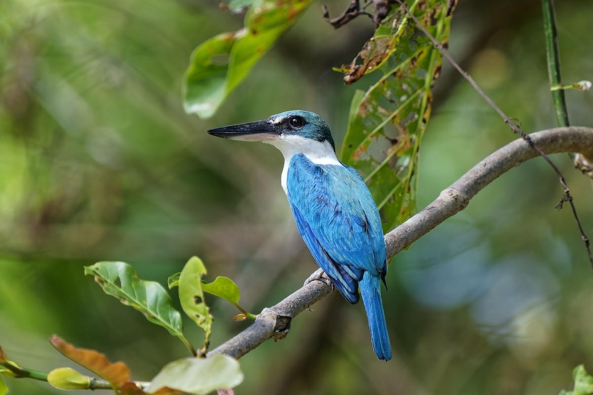 Collared Kingfisher - ML638352342