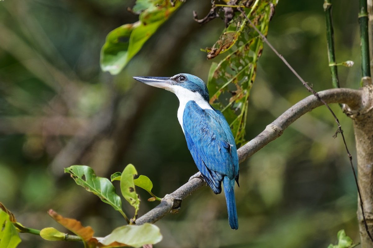 Collared Kingfisher - ML638352343