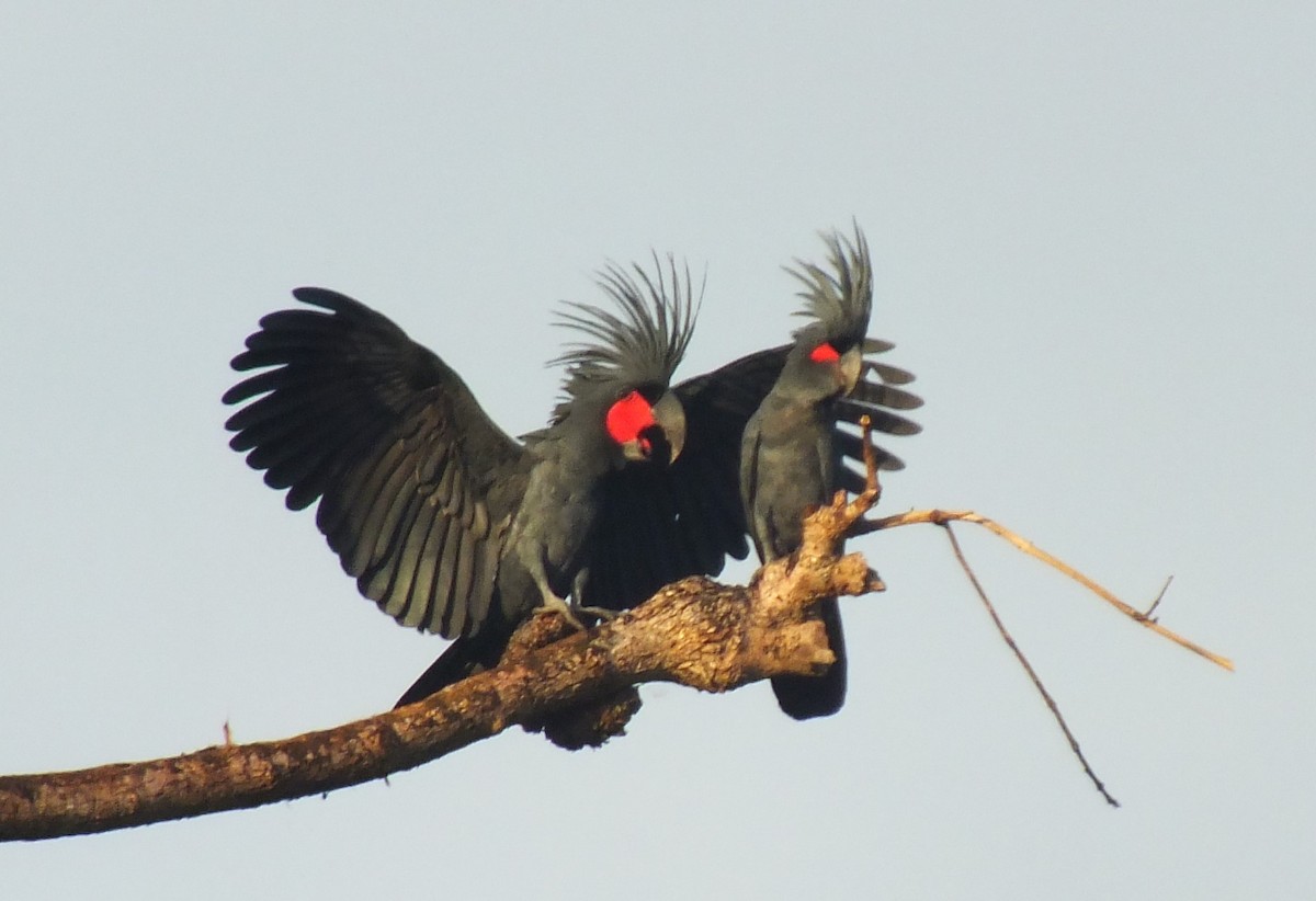 Palm Cockatoo - ML638352345