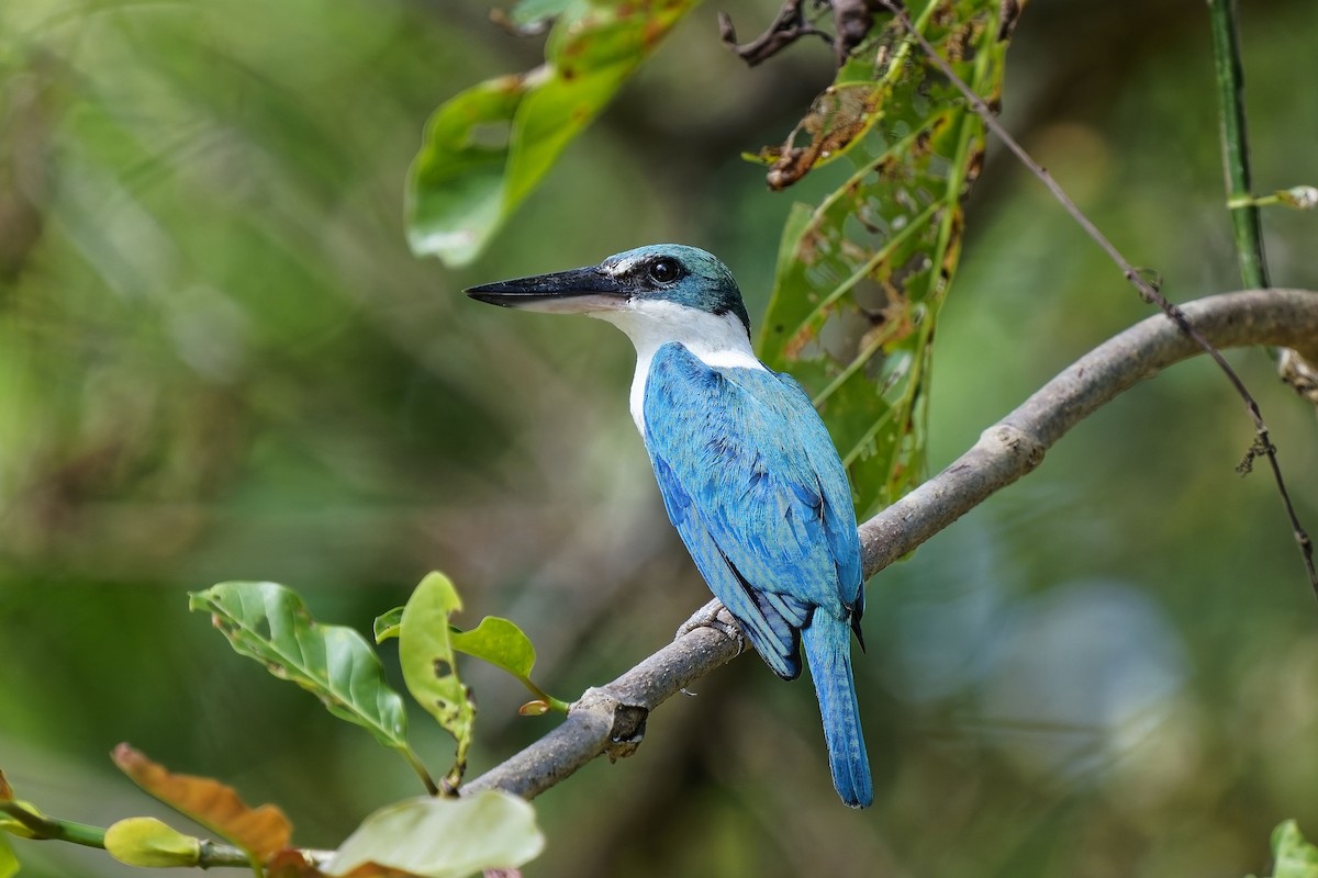 Collared Kingfisher - ML638352347