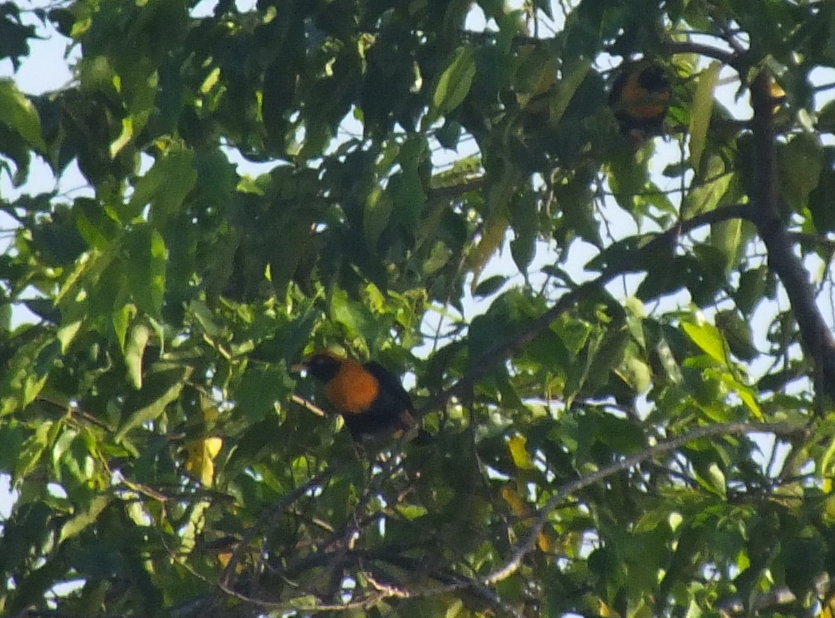 Golden Myna - ML638352351