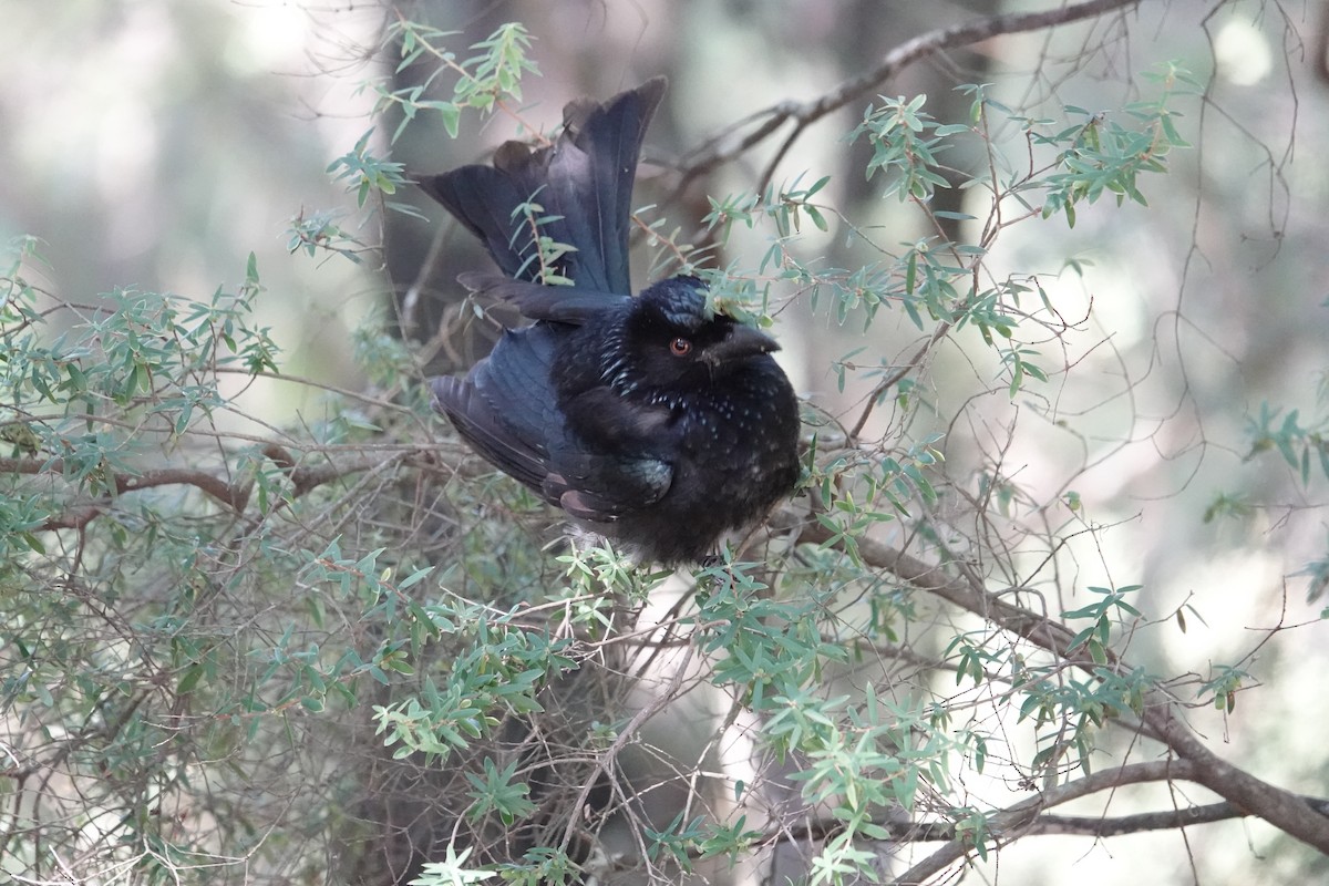 Spangled Drongo - ML638352352