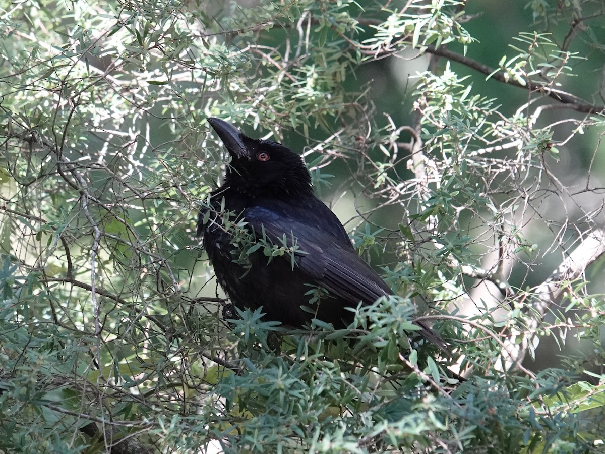 Spangled Drongo - ML638352353