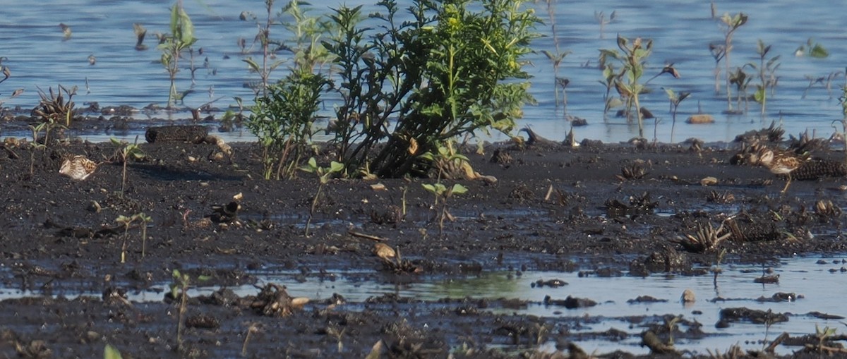 pygmésnipe - ML638352367
