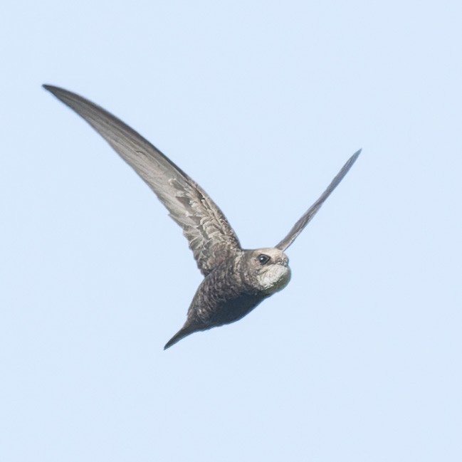ウスアマツバメ - ML638352406