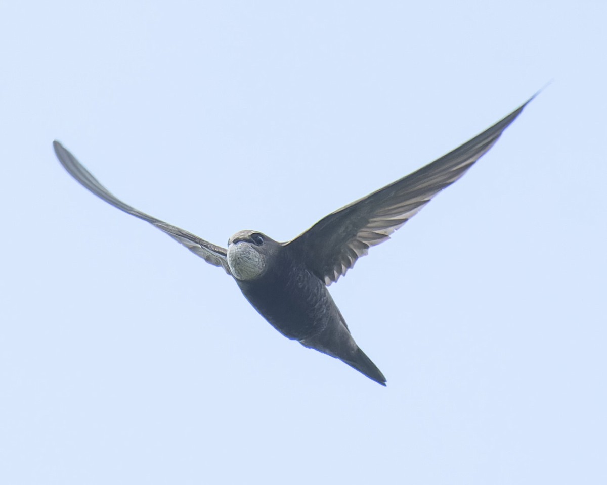 ウスアマツバメ - ML638352408