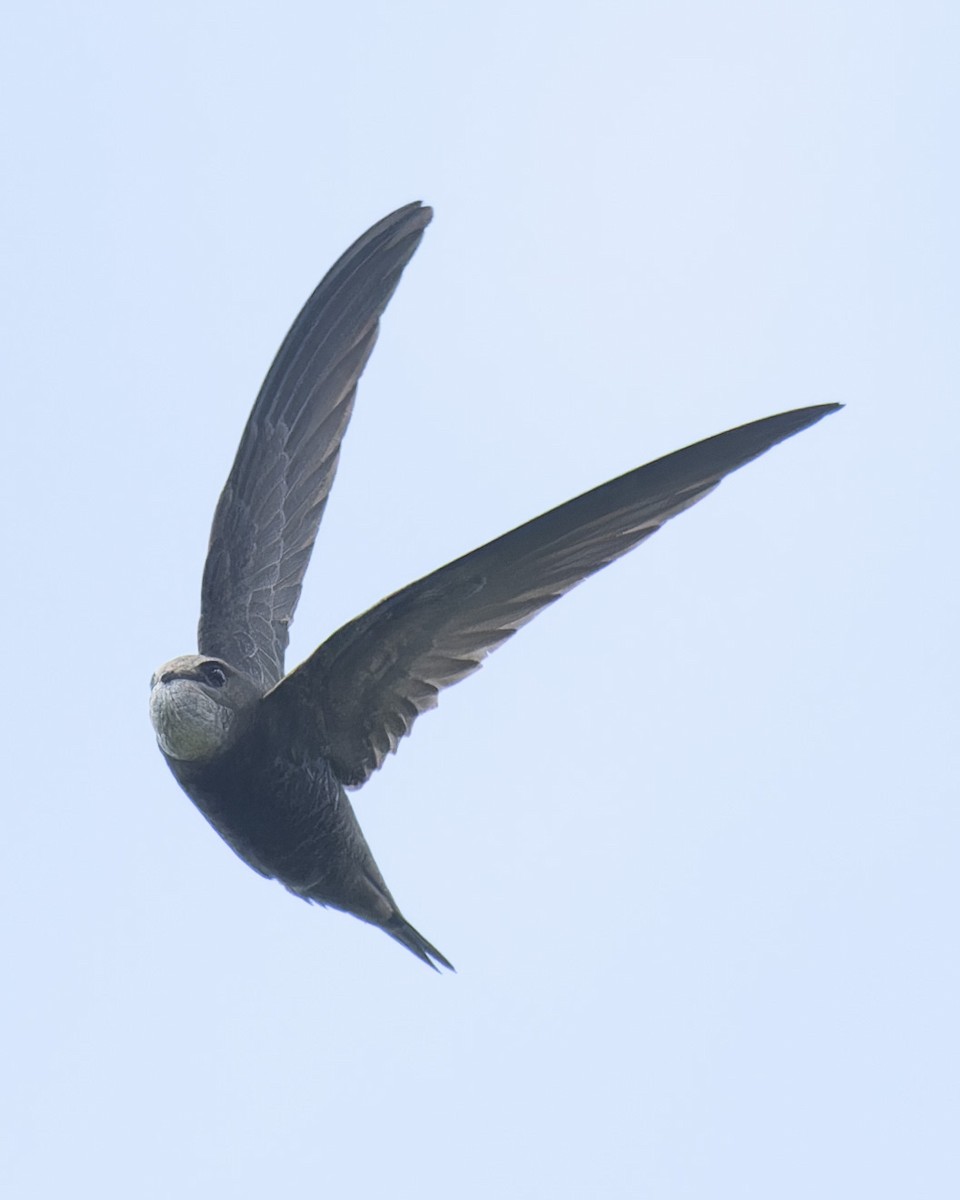 ウスアマツバメ - ML638352409