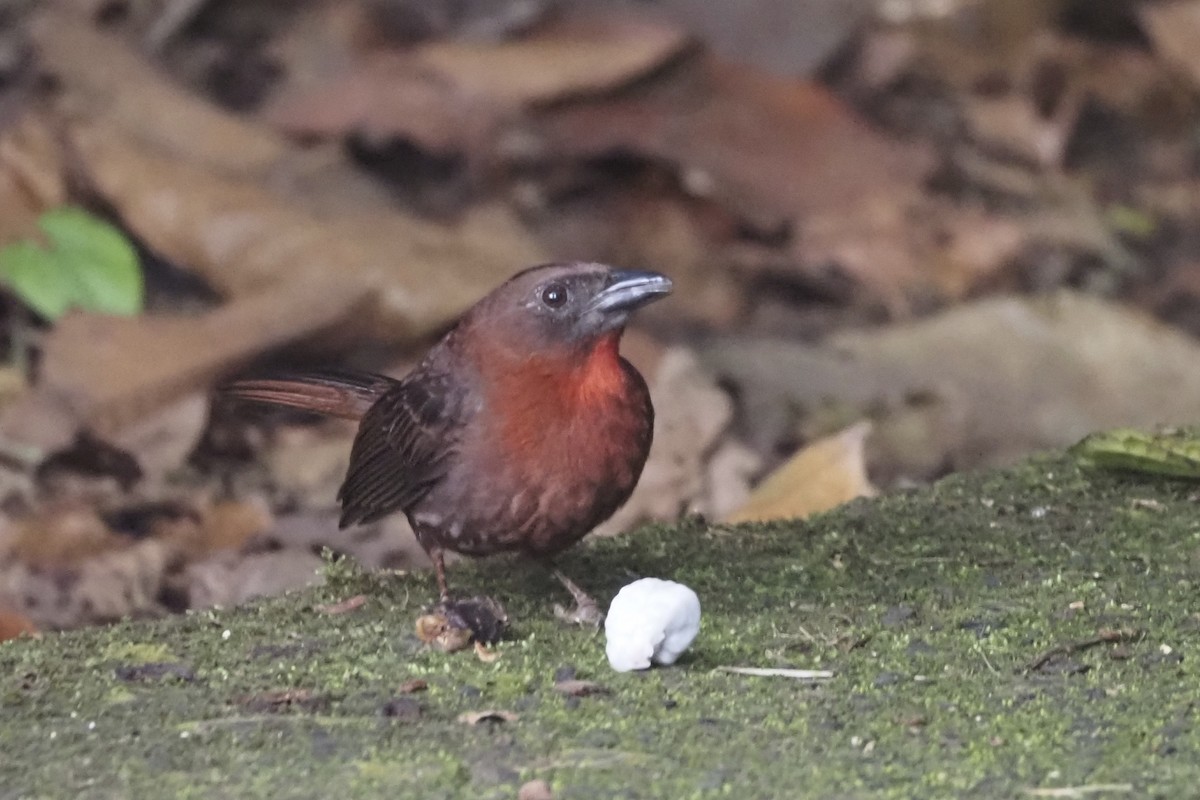Red-throated Ant-Tanager - ML638352425