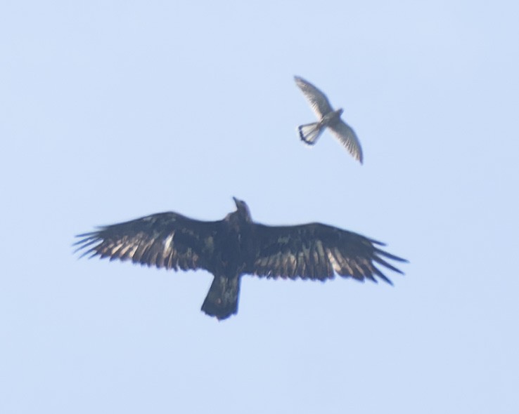 Steinadler - ML638352426
