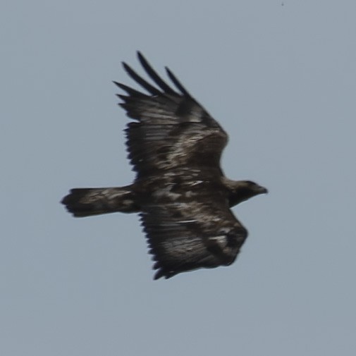Steinadler - ML638352428