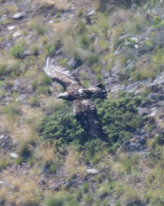 Steinadler - ML638352429