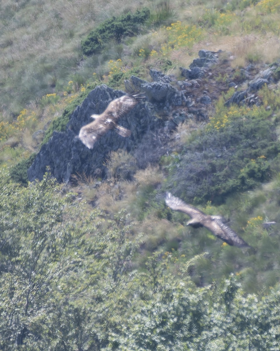 Steinadler - ML638352430