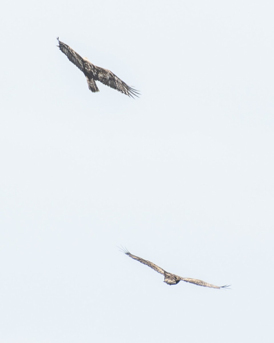 Steinadler - ML638352431