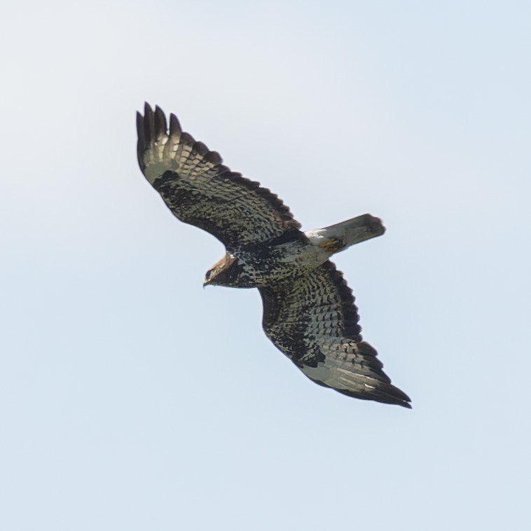 Mäusebussard - ML638352433