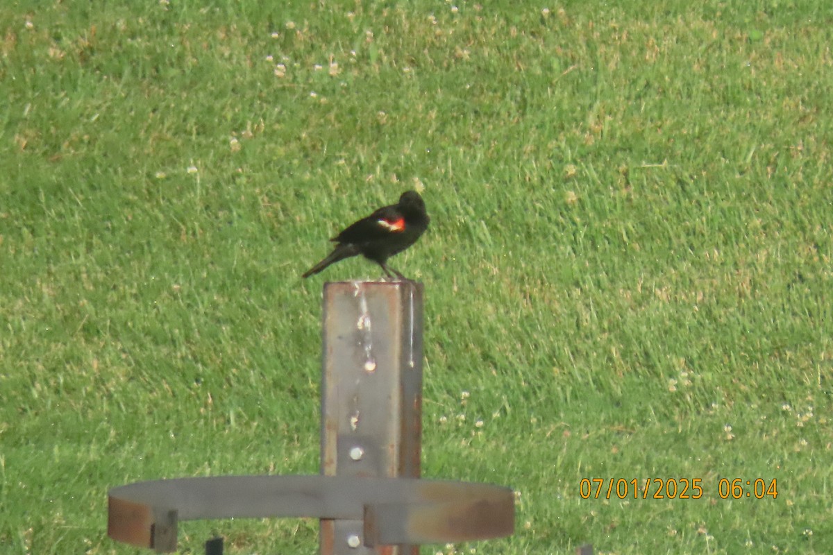 Red-winged Blackbird - ML638352435