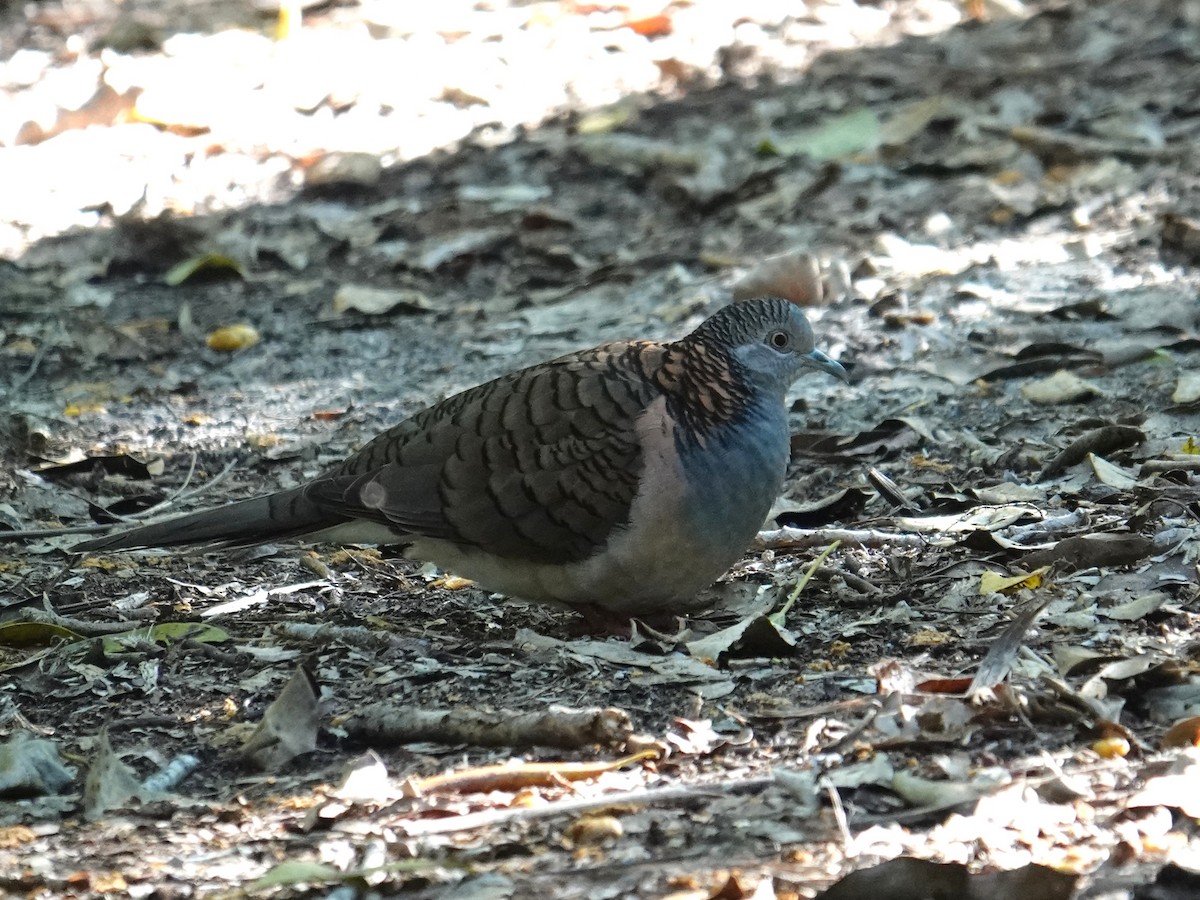 Kupfernackentäubchen - ML638352438