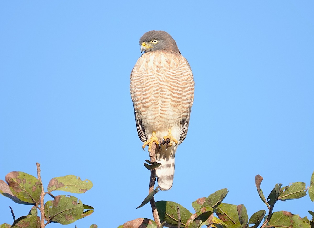 Wegebussard - ML638352442