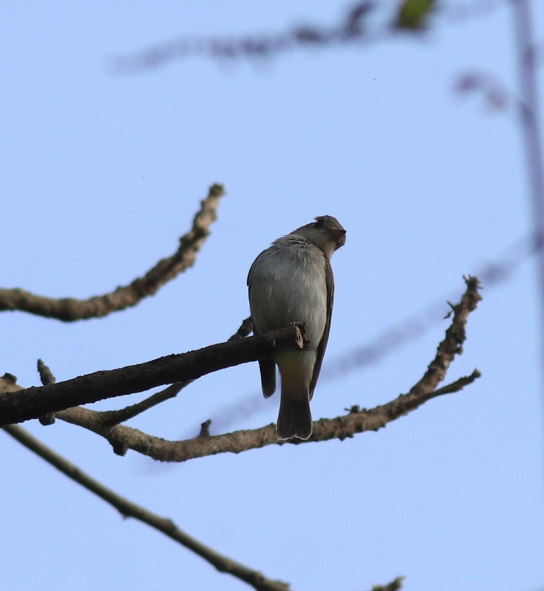 Braunschnäpper - ML638352457