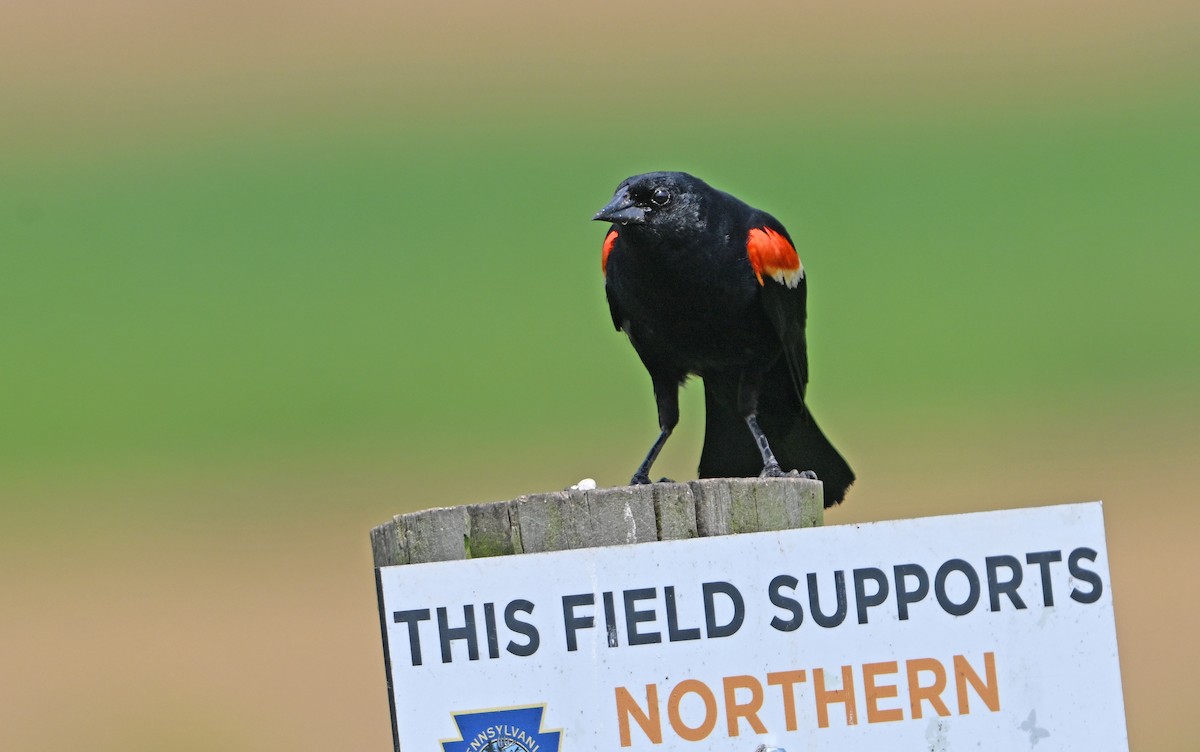 Red-winged Blackbird - ML638352458