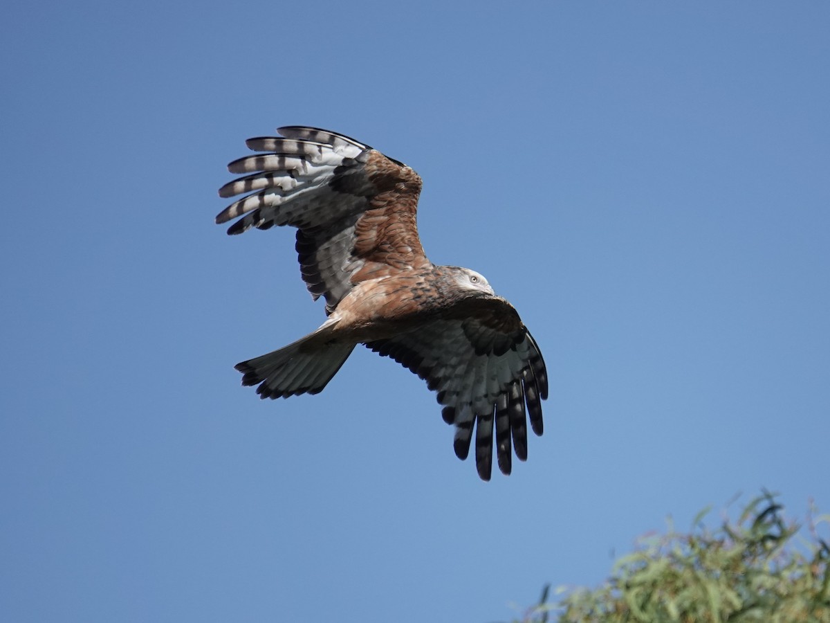 Square-tailed Kite - ML638352463