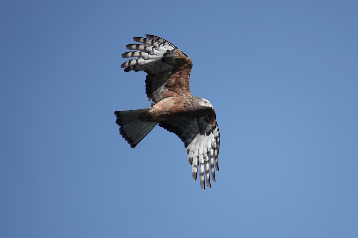 Square-tailed Kite - ML638352465