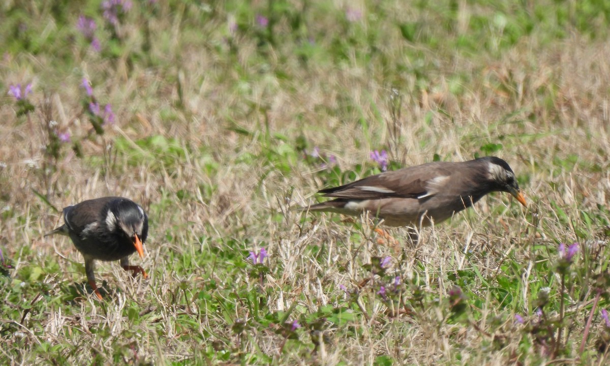 White-cheeked Starling - ML638352466