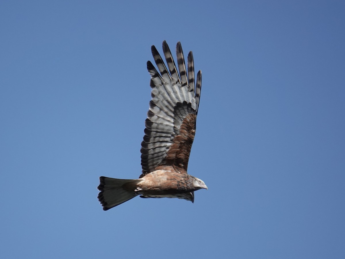 Square-tailed Kite - ML638352470