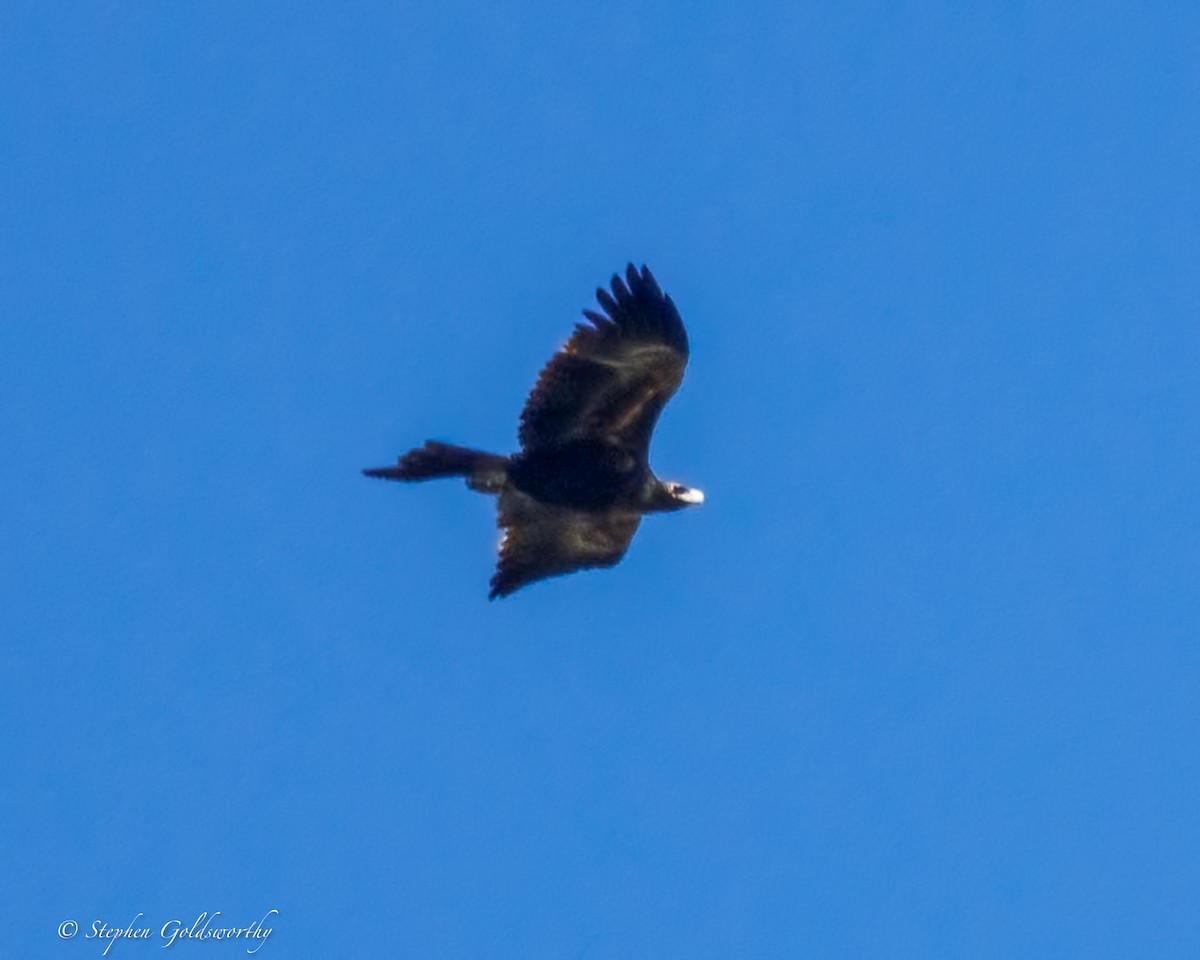 Wedge-tailed Eagle - ML638352495