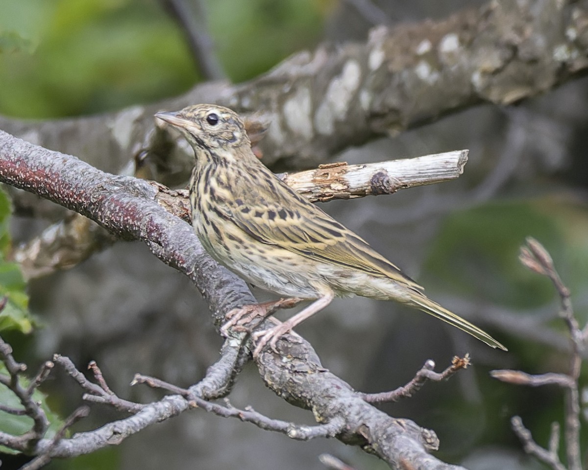 Tree Pipit - ML638352497