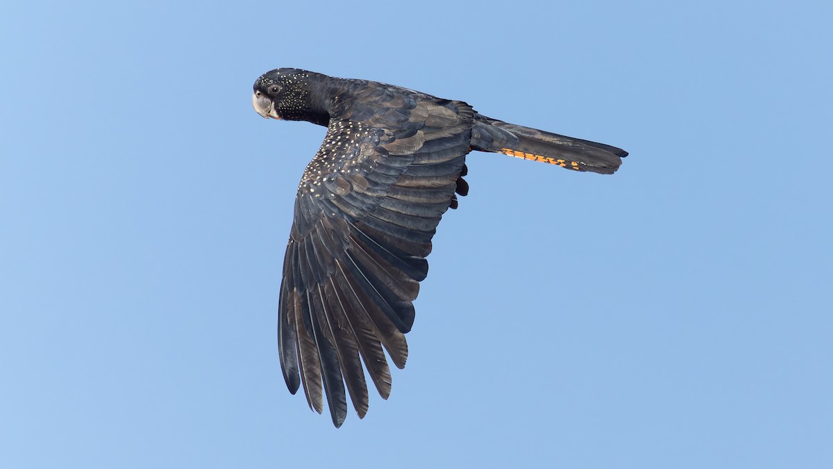 rødhalekakadu - ML638352502