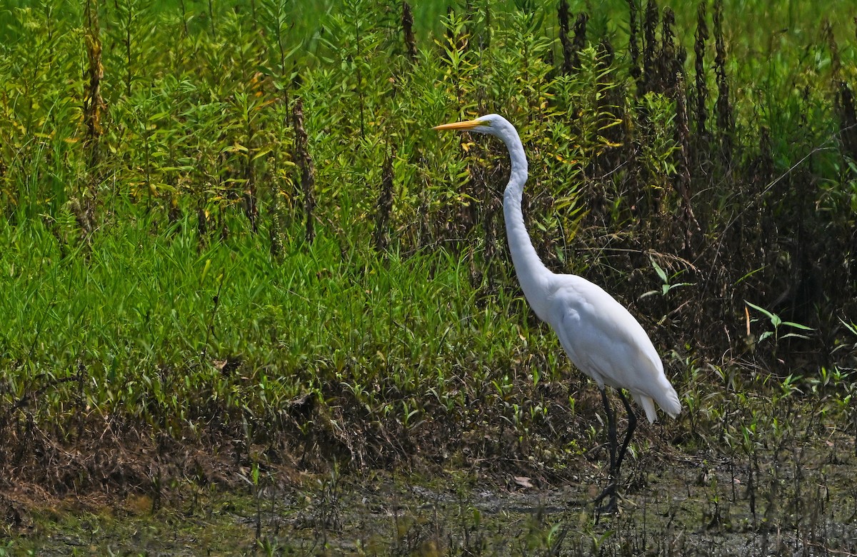 Grande Aigrette - ML638352508