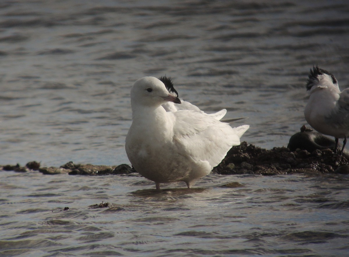 Iceland Gull - ML638352510